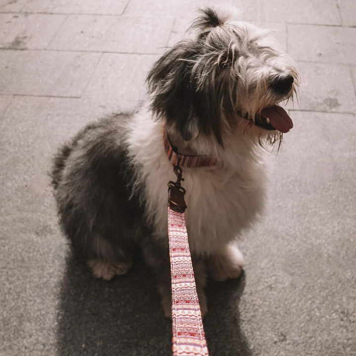 Collar perro Summer Naranja